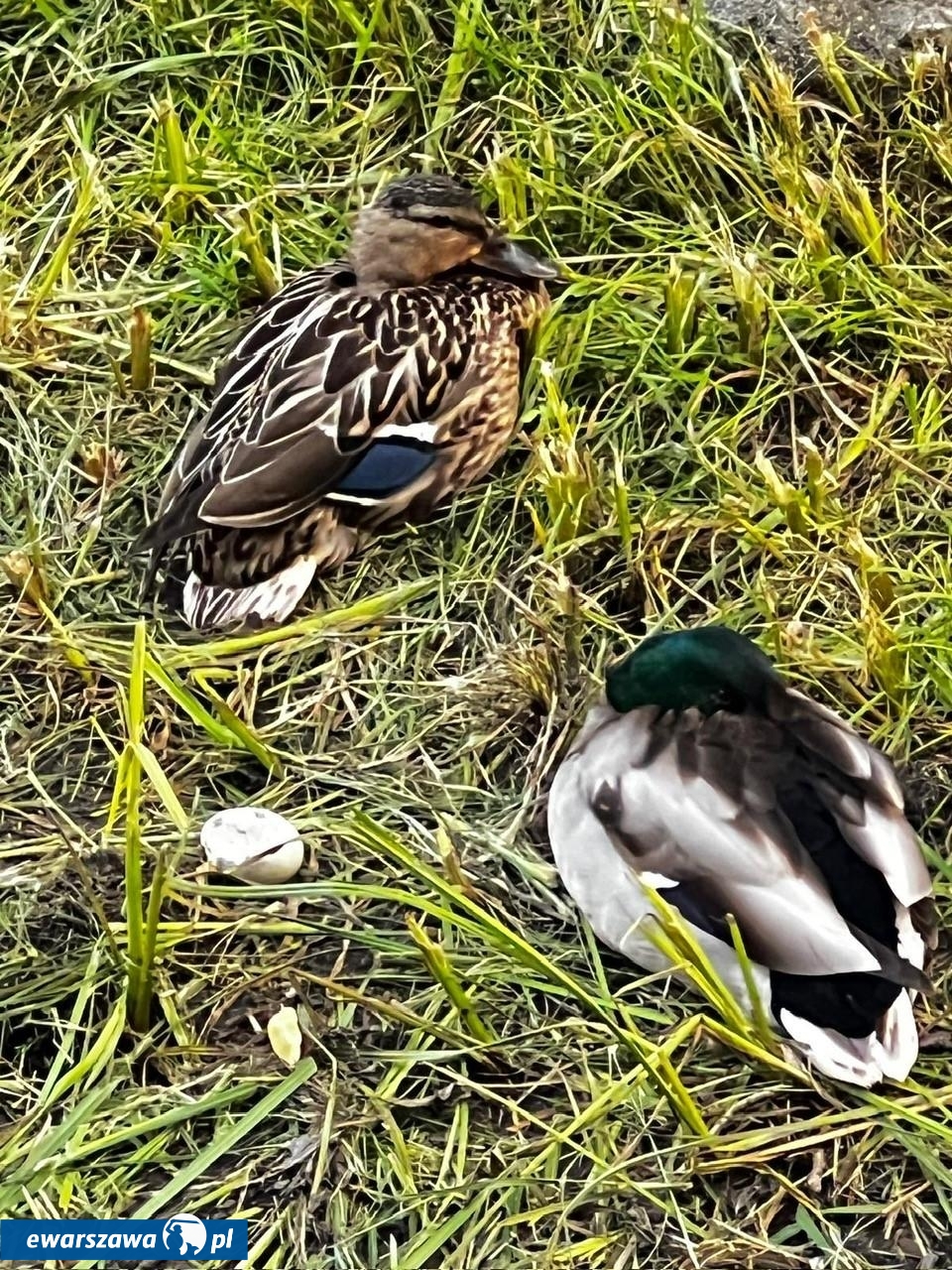 niszczenie gniazd kaczek | fot. wesola.um.warszawa.pl/