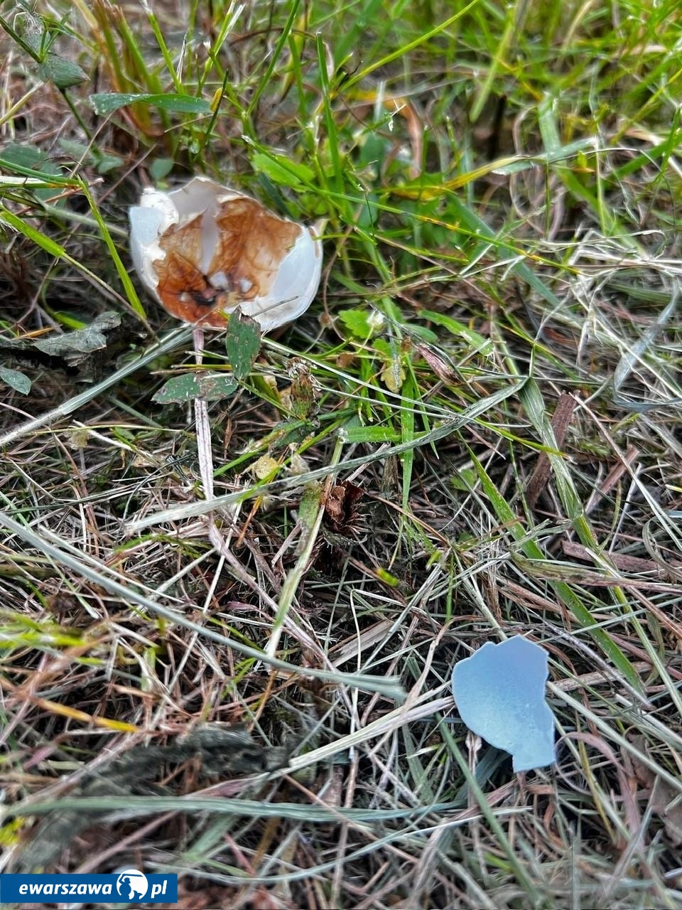 niszczenie gniazd kaczek | fot. wesola.um.warszawa.pl/