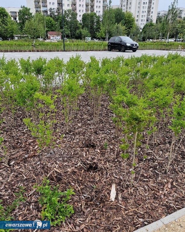 miejsce w którym skradzono krzewy | fot. facebook.com/ZarzadZieleniWarszawy