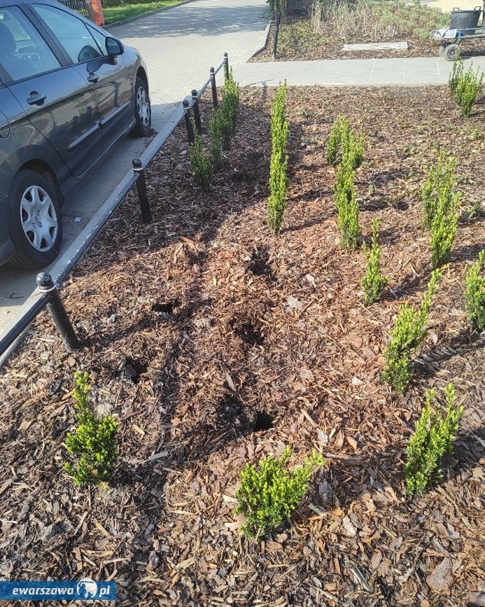 miejsce w którym skradzono krzewy | fot. facebook.com/ZarzadZieleniWarszawy
