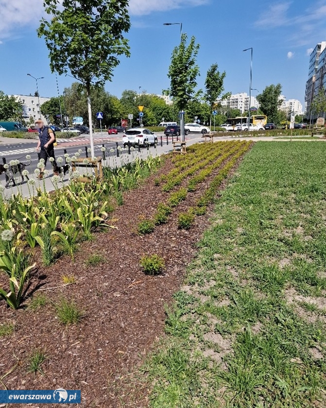 miejsce w którym skradzono krzewy | fot. facebook.com/ZarzadZieleniWarszawy