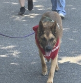 Warszawski Dzień Zwierząt | fot. Bartosz Pańczyk