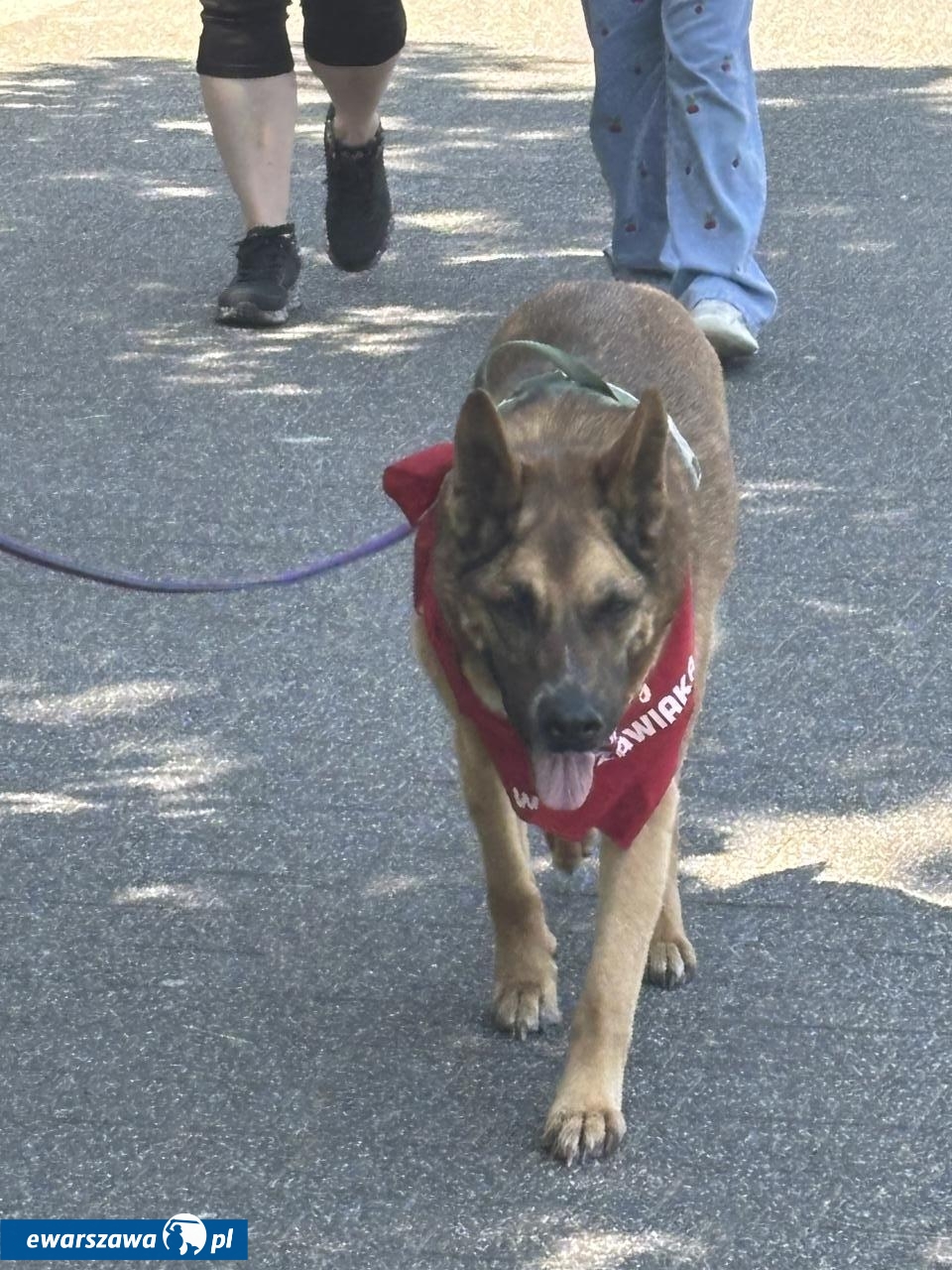 Warszawski Dzień Zwierząt | fot. Bartosz Pańczyk