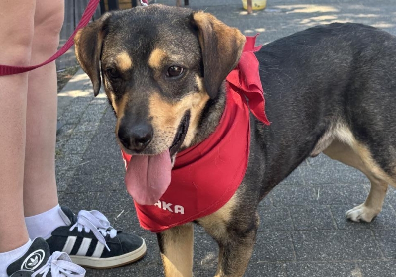 Warszawski Dzień Zwierząt | fot. Bartosz Pańczyk