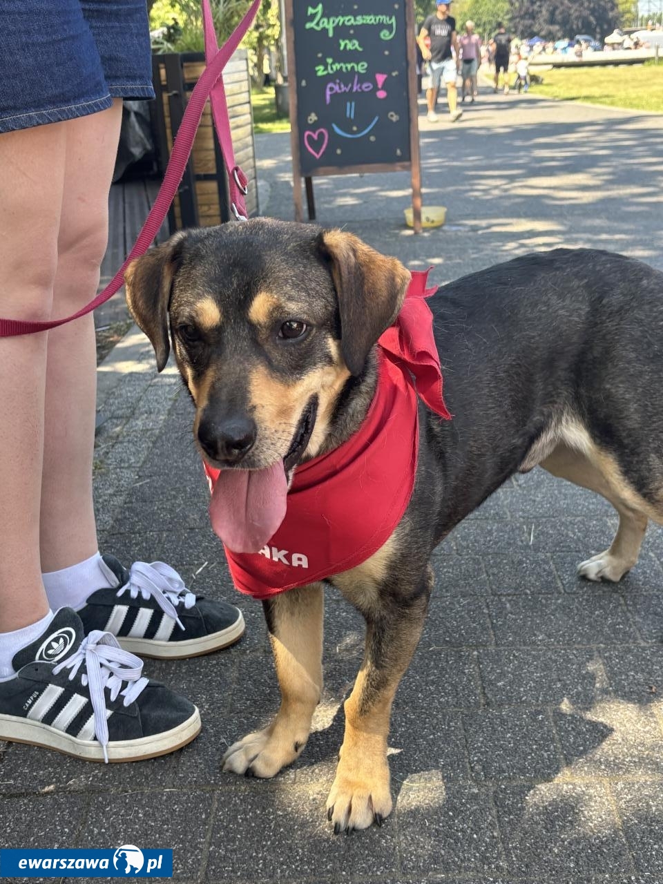 Warszawski Dzień Zwierząt | fot. Bartosz Pańczyk