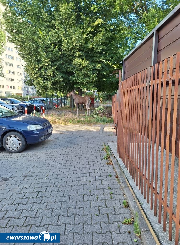 łoś na Bielanach | fot. Monika B. / facebook