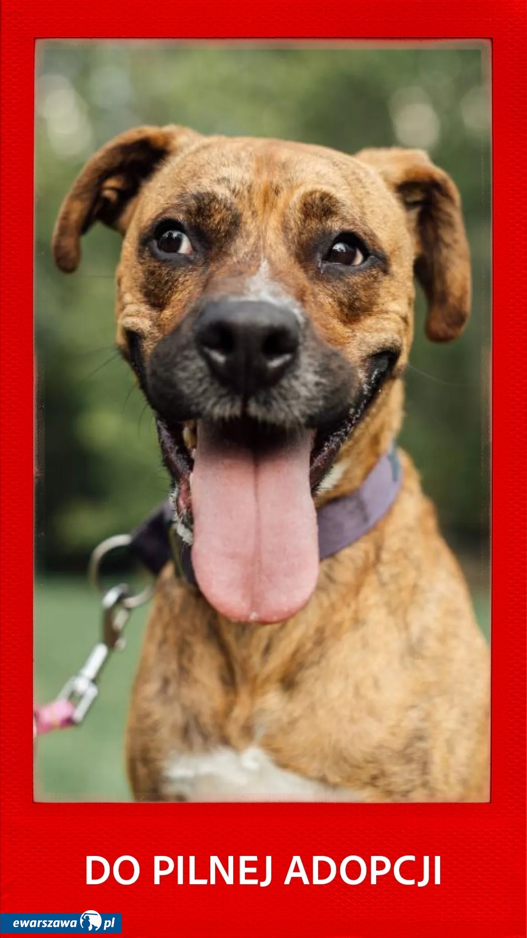 pies Meksyk | fot. facebook.com/warszawa