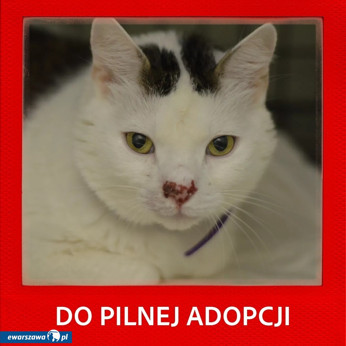 kot Sonik | fot. facebook.com/warszawa