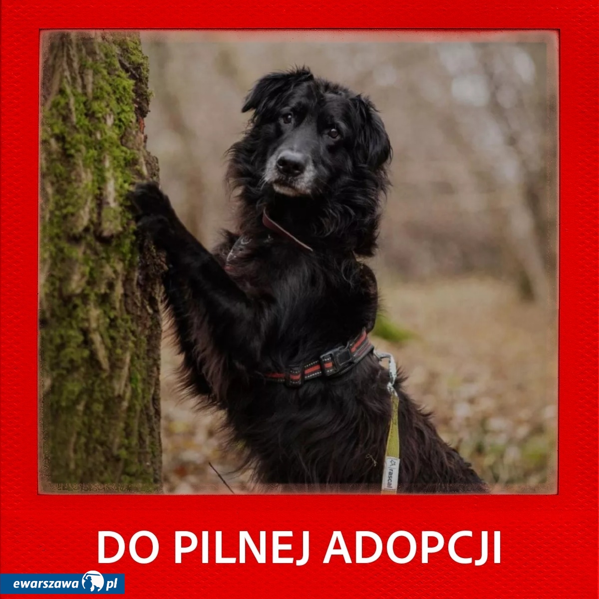 pies Dragon | fot. facebook.com/warszawa