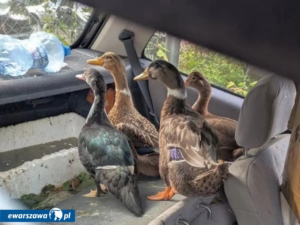 kaczki uwięzione w samochodzie | fot. strazmiejska.waw.pl