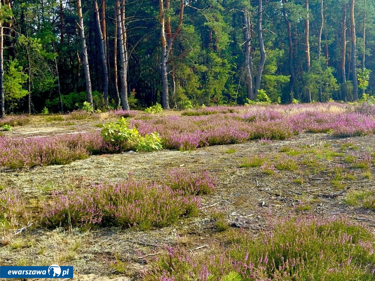 Tak mieszka Aleksandra Konieczna | fot. facebook.com/AktorkiOdkrycia