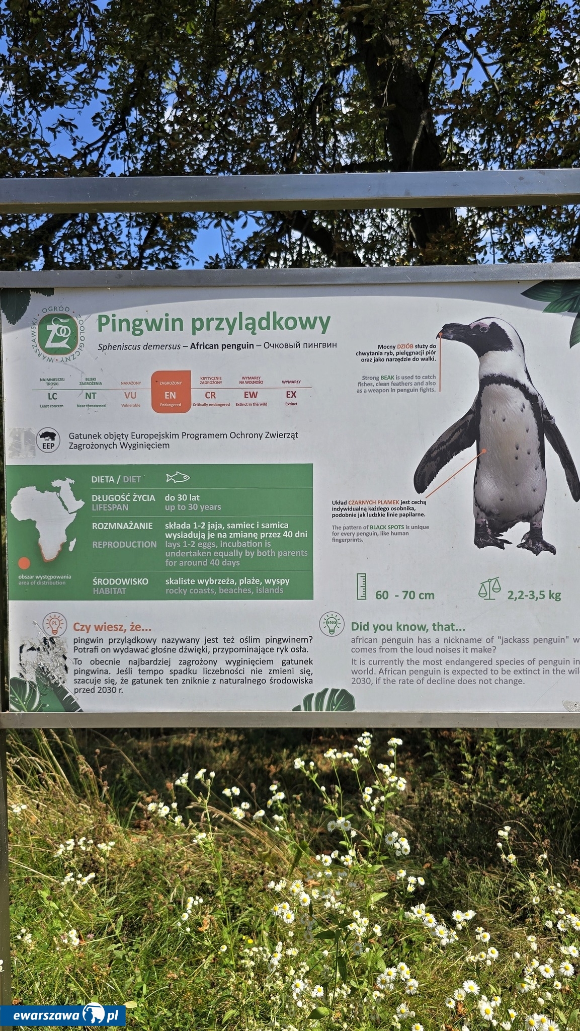 budowa nowego pawilonu dla pingwinów | fot. Stołeczny Zarząd Rozbudowy Miasta