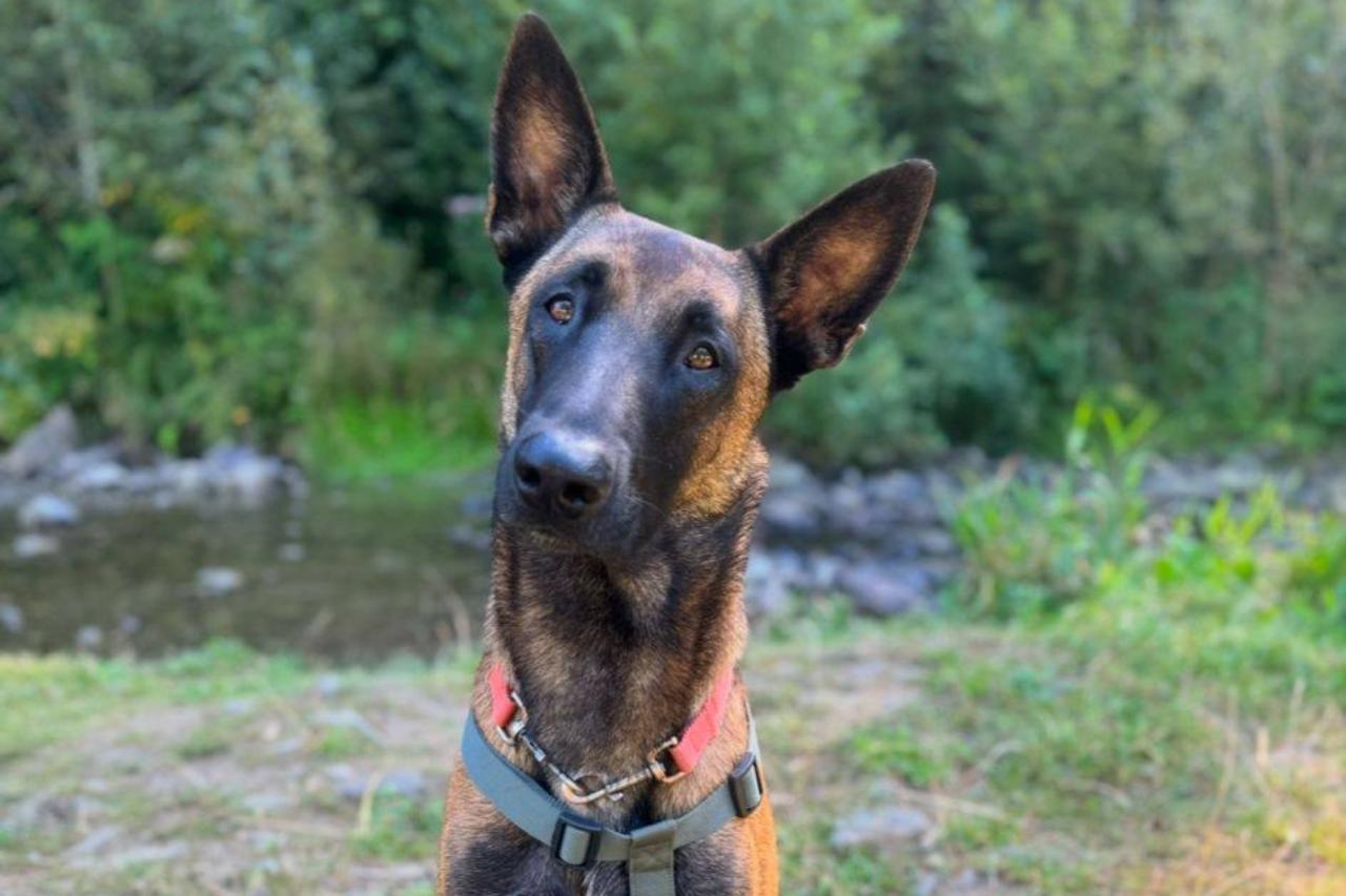 skradziony pies | fot. Magdalena O. / facebook