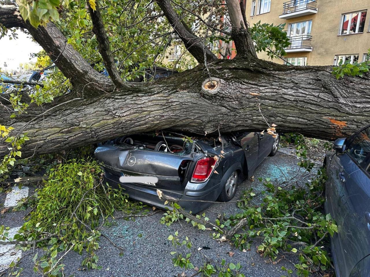 drzewo runęło na zaparkowane auta na Żoliborzu | fot. JRG APoż - Jednostka Ratowniczo-Gaśnicza Akademii Pożarniczej
