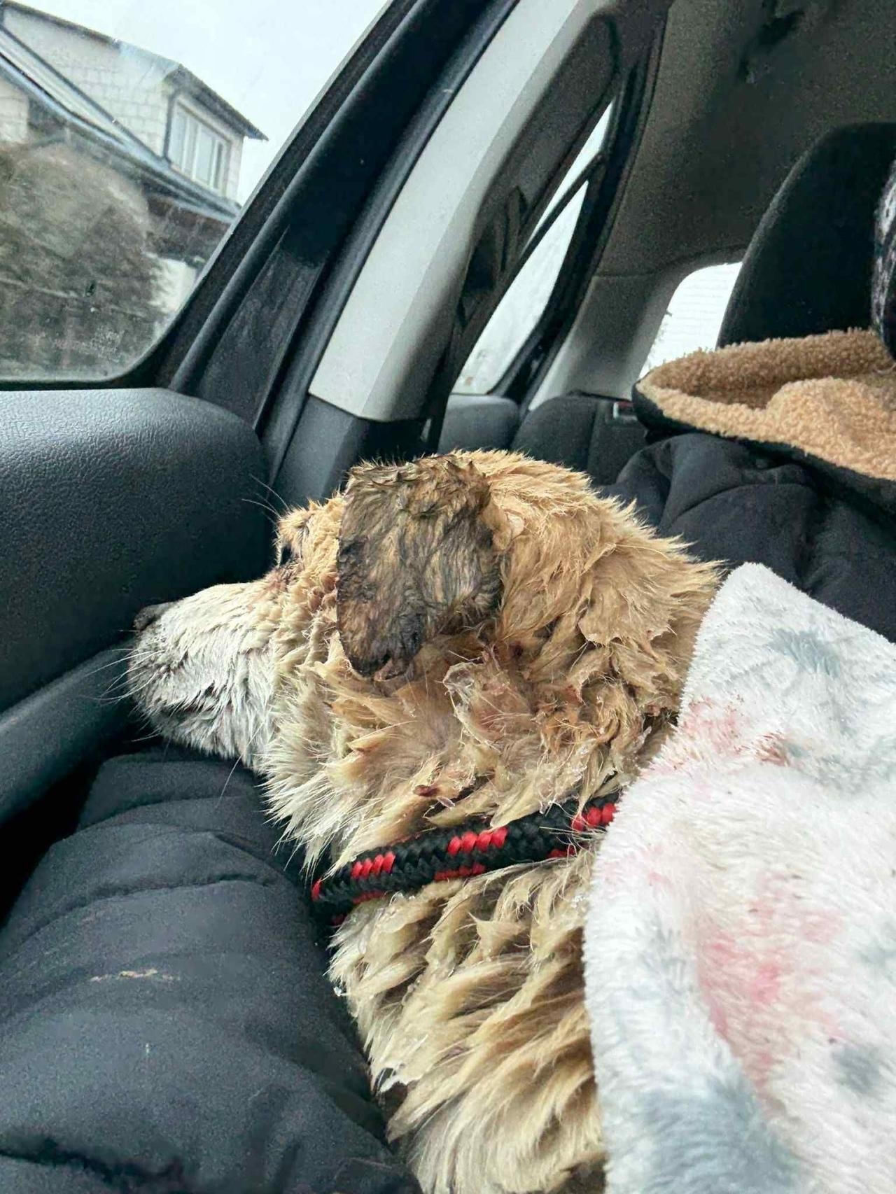 pies topi się w Wiśle | fot. Fundacja dla szczeniąt Judyta/facebook