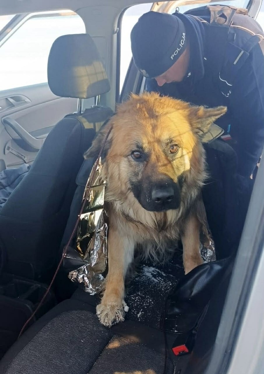 zamarznięty pies z regionu | fot. mazowiecka.policja.gov.pl