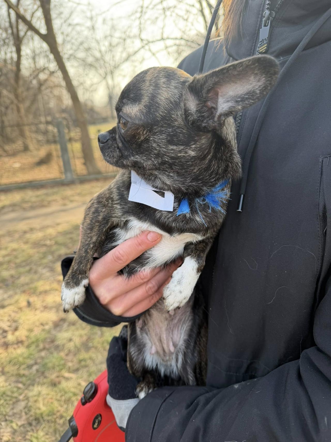 porzucona suczka z Pragi-Południe w Warszawie | fot. Angie Ś./facebook