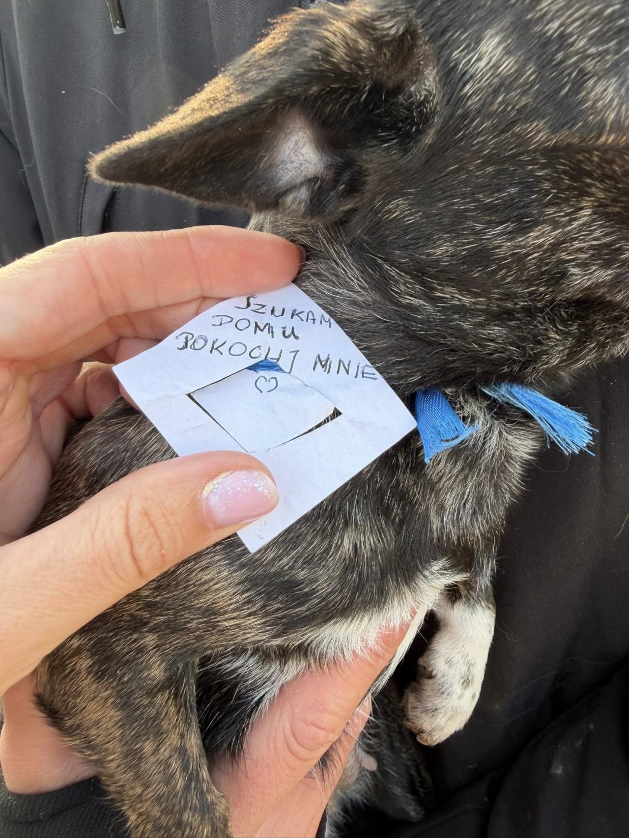 porzucona suczka z Pragi-Południe w Warszawie | fot. Angie Ś./facebook