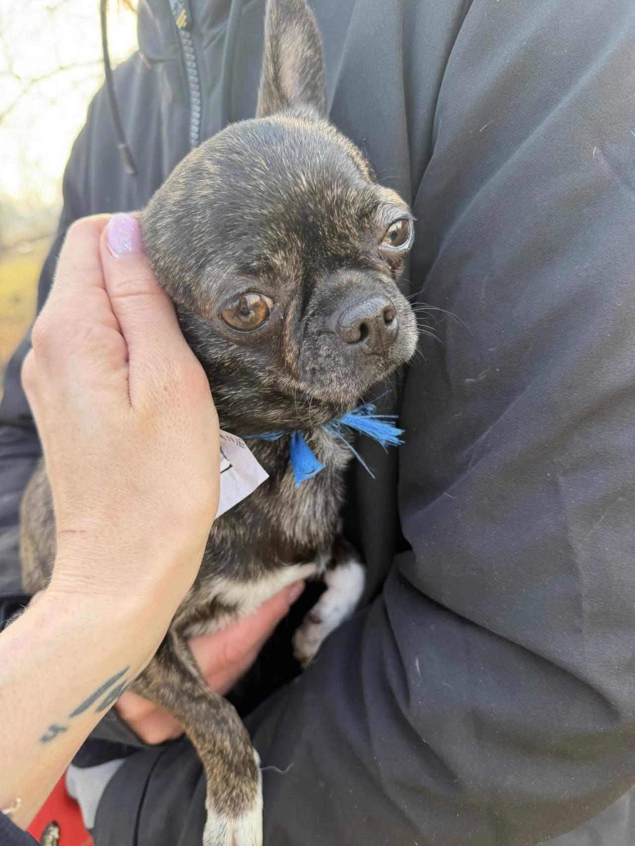 porzucona suczka z Pragi-Południe w Warszawie | fot. Angie Ś./facebook